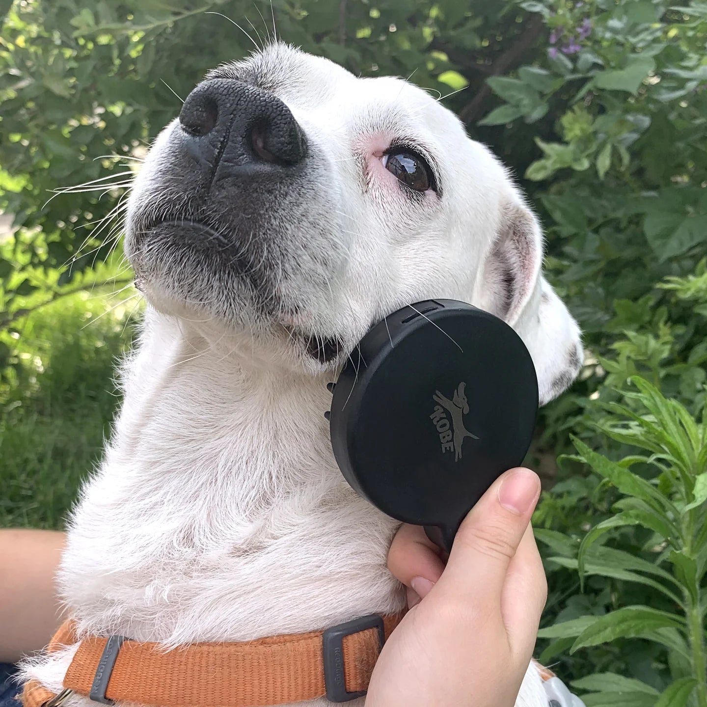 Fab Gifts | Kikkerland Dog Spa Kit by Weirs of Baggot Street