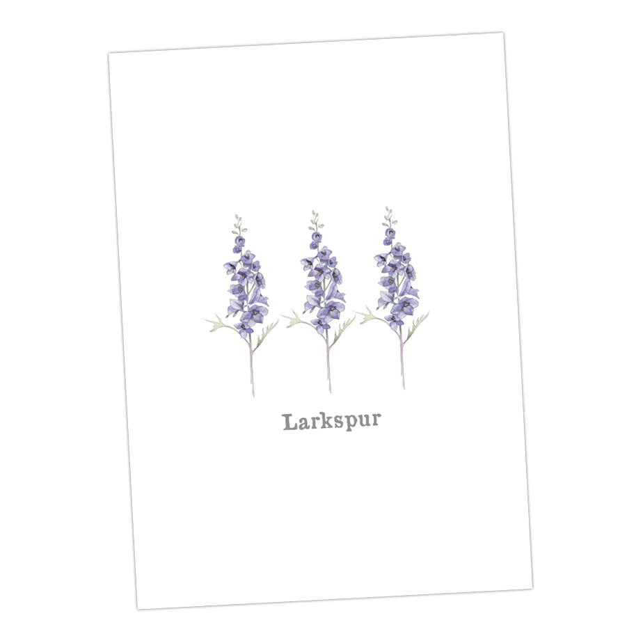 Crumble & Core | Boxed 'Flower' Pack Of Assorted A6 Cards by Weirs of Baggot Street