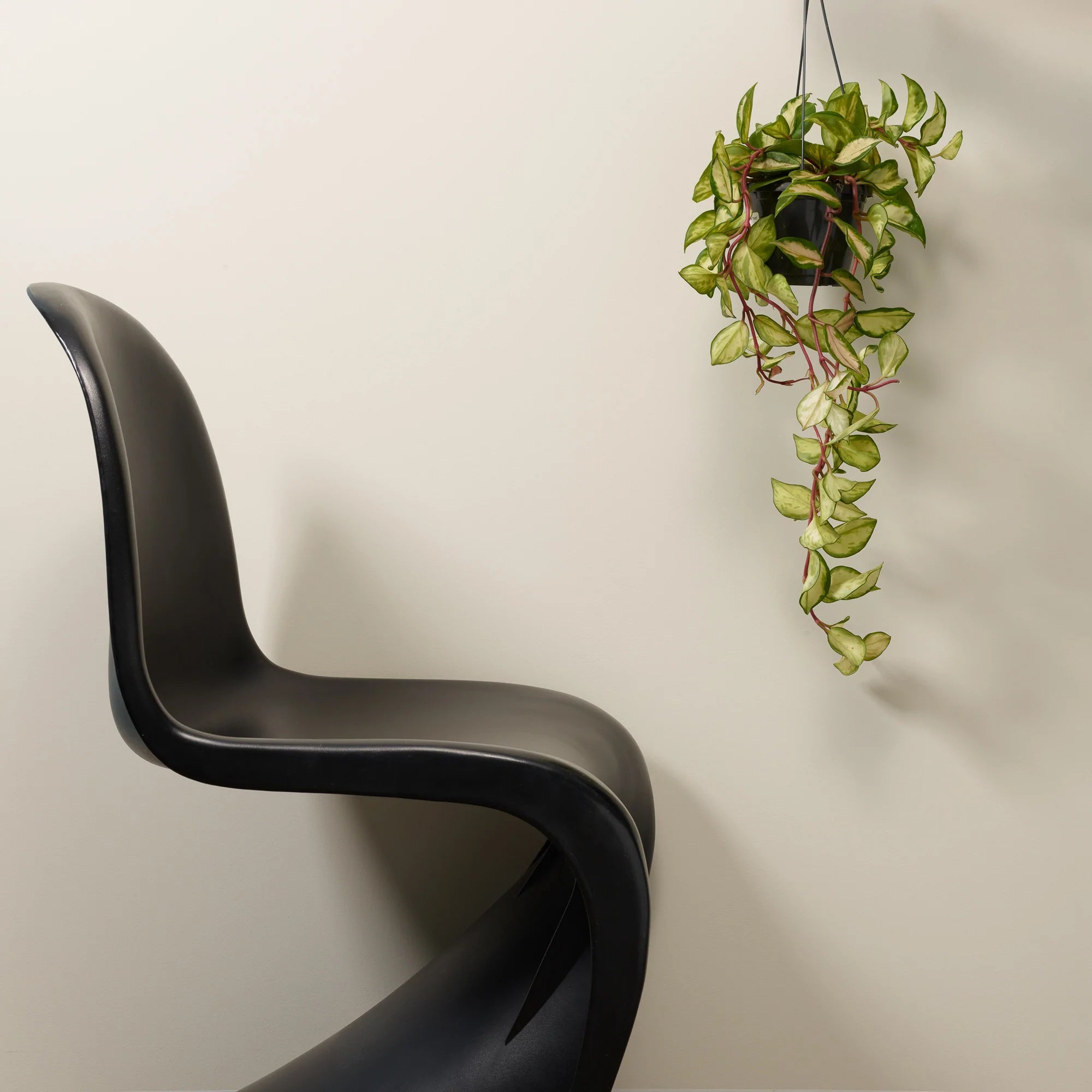 Frenchic Paint | Ivory Tower Wall Paint Sample by Weirs of Baggot Street