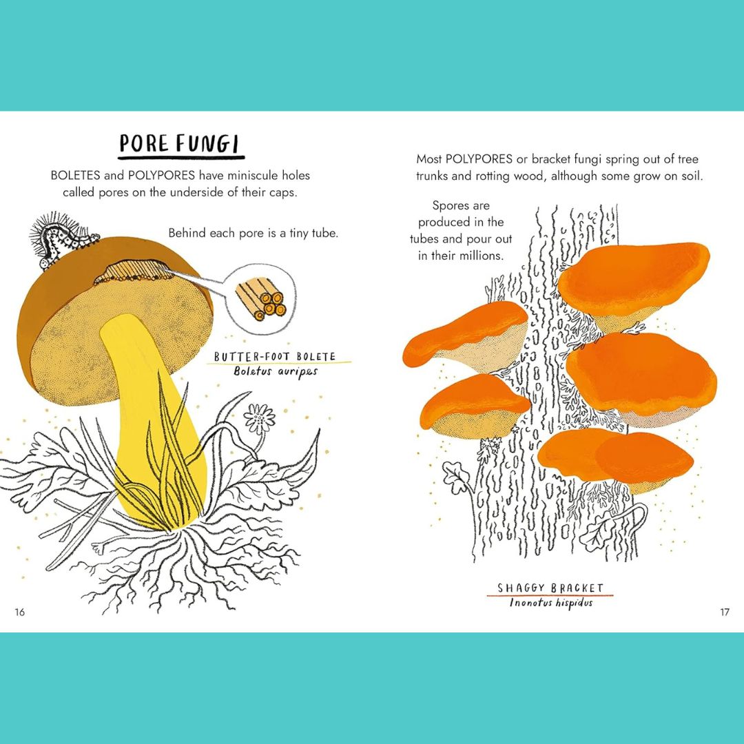 Brilliant Books | Hello Fungi: A Little Guide To Nature by Nina Chakrabarti by Weirs of Baggot Street