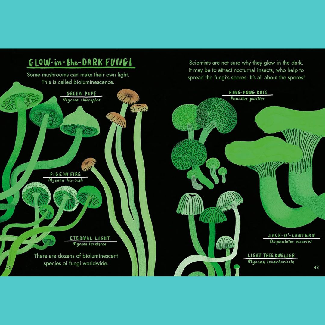 Brilliant Books | Hello Fungi: A Little Guide To Nature by Nina Chakrabarti by Weirs of Baggot Street